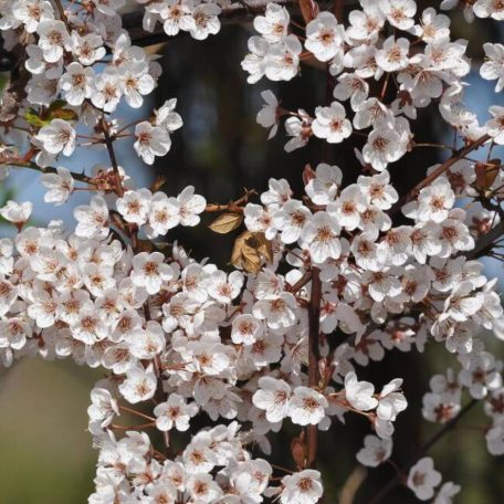 Nagyvirágú vérszilva Prunus cerasifera 'Hollywood'