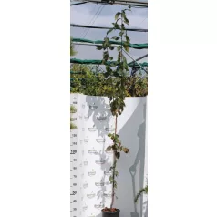   Nagyvirágú vérszilva Prunus cerasifera 'Hollywood'