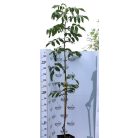 Milotai 10 dió konténeres gyümölcsfa