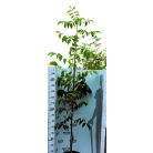 Alsószentiváni 117 dió konténeres gyümölcsfa