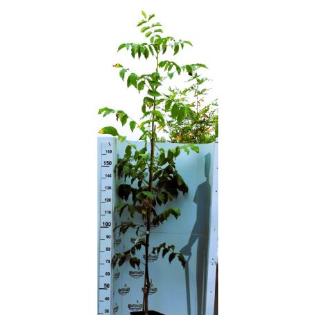 Alsószentiváni 117 dió konténeres gyümölcsfa