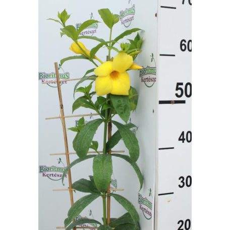 Sárga dzsungelharang Allamanda