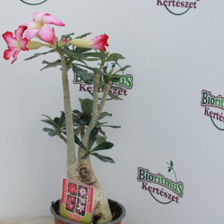 Sivatagi rózsa Adenium obesum