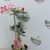 Sivatagi rózsa Adenium obesum