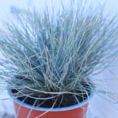   Festuca glauca 'Elijah Blue' - Kék deres csenkesz 14cm