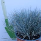 Festuca glauca 'Elijah Blue' - Kék deres csenkesz 14cm