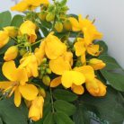 Szenna Kasszia Cassia cserje