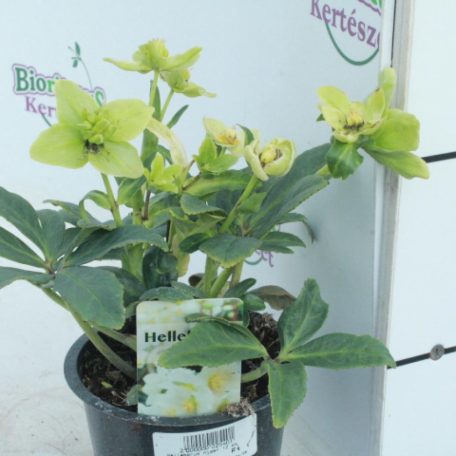 Fekete hunyor Helleborus niger 12 cm-es cserépben