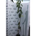 Szomolyai fekete Cseresznye konténeres gyümölcsfa konténeres