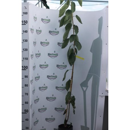 Szomolyai fekete Cseresznye konténeres gyümölcsfa konténeres