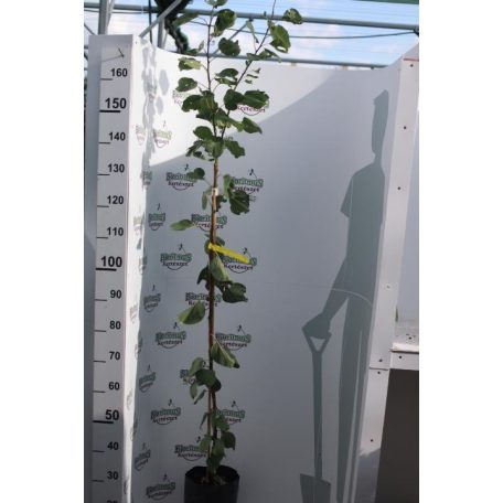 Gönci magyarkajszi konténeres gyümölcsfa