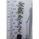 Summerred alma konténeres gyümölcsfa konténeres