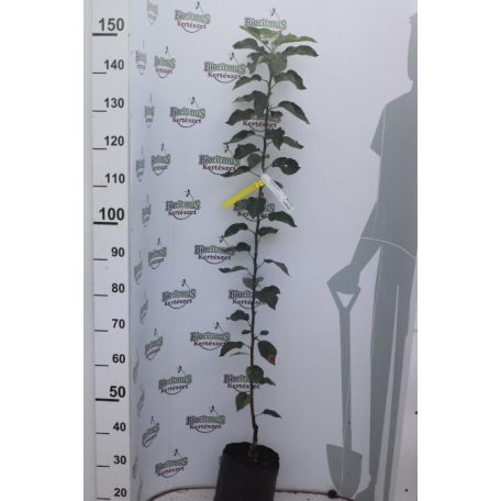 Summerred alma konténeres gyümölcsfa konténeres