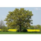 Kocsányos tölgy Quercus robur