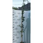 Kocsányos tölgy Quercus robur