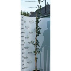 Kocsányos tölgy Quercus robur