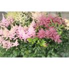 Kerti Tollbuga színkeverék Astilbe Top mix