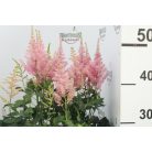 Kerti Tollbuga színkeverék Astilbe Top mix