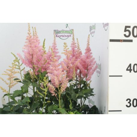 Kerti Tollbuga színkeverék Astilbe Top mix