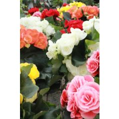 Sudár begónia Begonia Elatior du Mix 