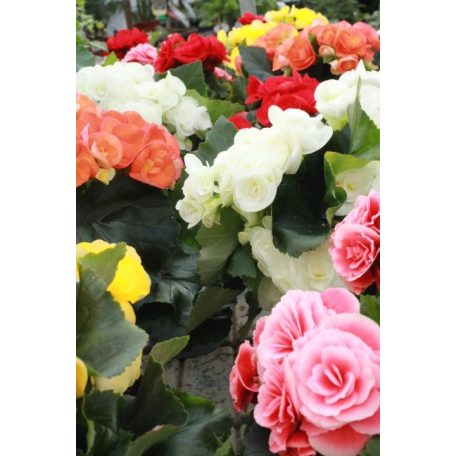 Sudár begónia Begonia Elatior du Mix 
