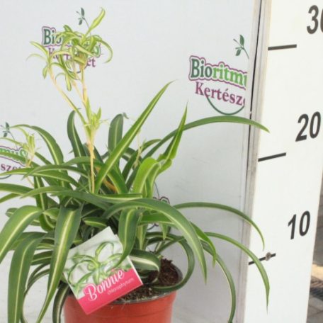 Csokrosinda/Zöldike Chlorophytum comosum 'Bonnie