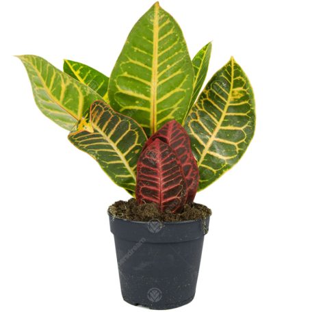 Csodacserje 'Petra' Kroton Codiaeum 'Petra'