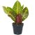 Csodacserje 'Petra' Kroton Codiaeum 'Petra'