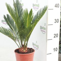Cikász Pálma Cycas revoluta
