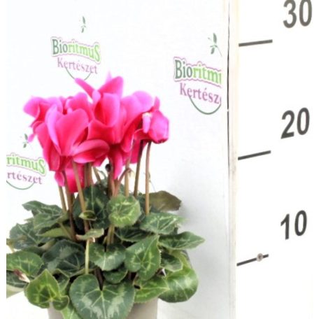 Ciklámen Cyclamen persicum midi Super Serie