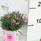Szegfű ”Pink Kisses” rózsaszín 10,5 cm