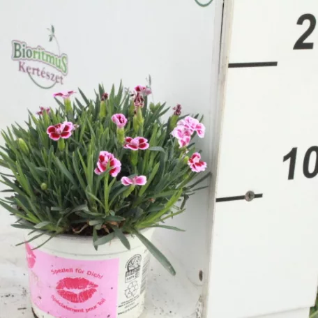 Szegfű ”Pink Kisses” rózsaszín 10,5 cm
