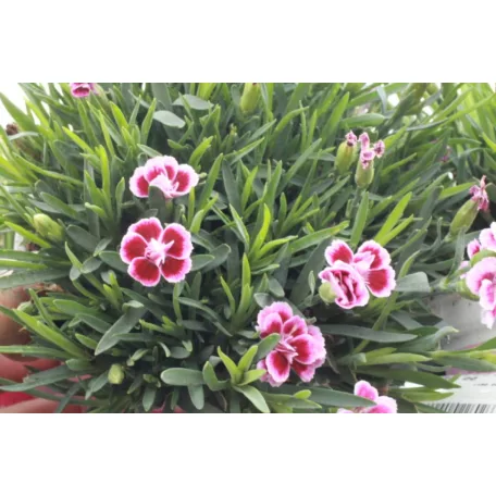 Szegfű ”Pink Kisses” rózsaszín 10,5 cm