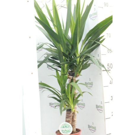 Törzses jukka, Yucca 45cm -20cm