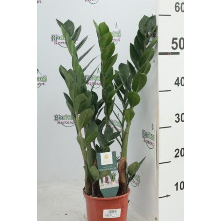 Agglegénypálma Zamioculcas 5+ ág