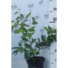 Rézvörös fanyarka (Mézalmácska) Amelanchier lamarckii