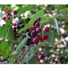 Rézvörös fanyarka (Mézalmácska) Amelanchier lamarckii