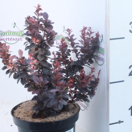 Japán borbolya Berberis thunbergii 'Concorde'