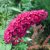 Nyáriorgona bíborlila Buddleia davidii 'Royal Red'