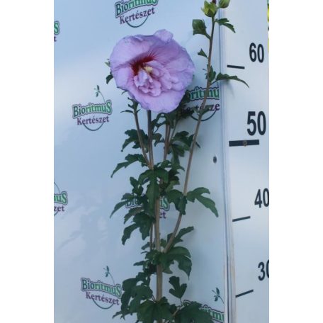 Mályvacserje dupla lila Hibiscus syriacus 'Lavender Chiffon'