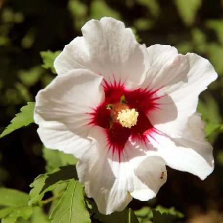 Fehér virágú vörös torkú mályvacserje Hibiscus syriacus 'Red Heart'