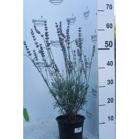 Levendula Lavandula x intermedia Amelia