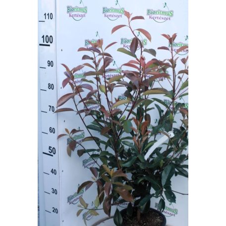 Korallberkenye Red Robin Photinia x fraseri Red Robin K7 80/100