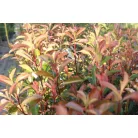 Korallberkenye Red Robin Photinia x fraseri Red Robin K7 80/100