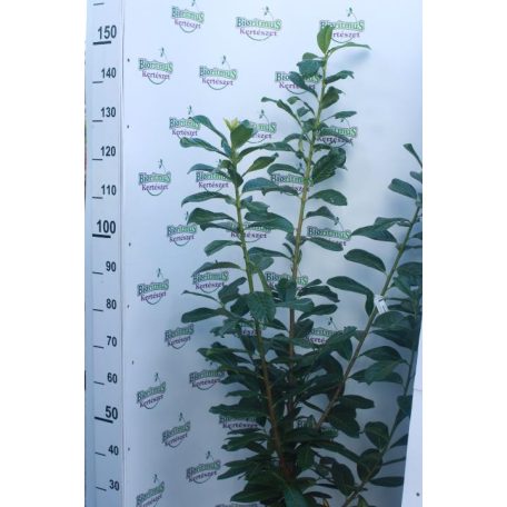 Novita babérmeggy Prunus laurocerasus 'Novita' K7.5 100/125