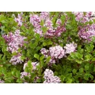 Törpe orgona Syringa meyeri 'Palibin'