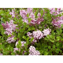 Törpe orgona Syringa meyeri 'Palibin'