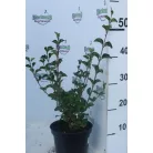 Törpe orgona Syringa meyeri 'Palibin'