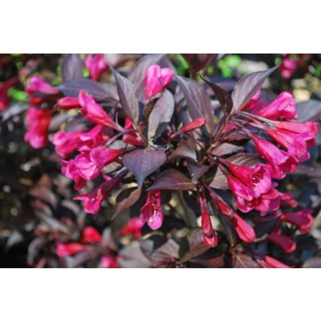 Bordó levelű rózsalonc Weigela florida 'Alexandra'