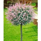 Tarkalevelű japán fűz Salix integra 'Hakuro-nishiki K5 lit.